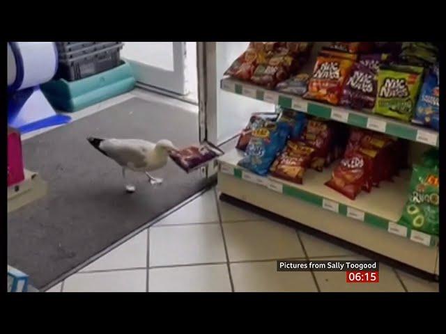 Shoplifting 'Steven Seagull' banned from shop (fun story) (UK) 26/July/2024