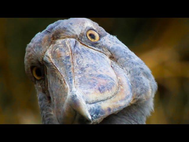 Top 5 David Attenborough Moments | BBC Earth