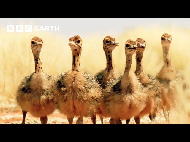 Ostrich Chicks Get First Ever Drink of Water | Animal Babies | BBC Earth