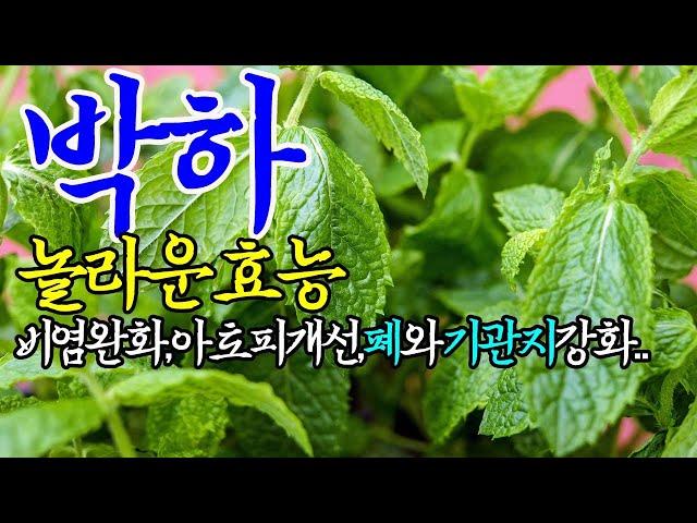 #건강한TV.박하의 놀라운 효능【청량,진통효능,두통완화,무좀,아토피개선에도도움이되는박하~!】