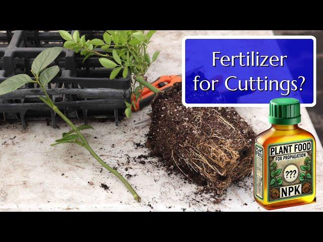 How to Fertilize Cuttings for Successful Propagation