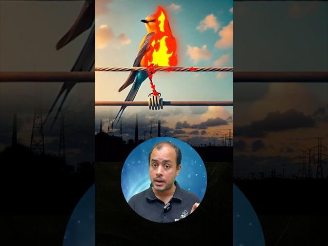 Why birds don’t get electric shocks on Transmission Lines?? | Ankit Goyal #shorts