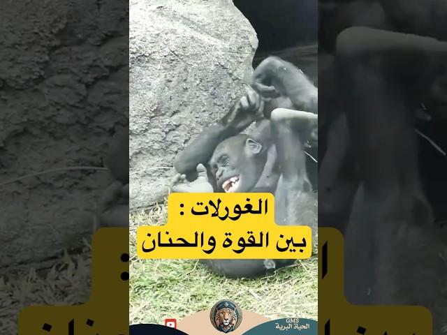 الغوريلا