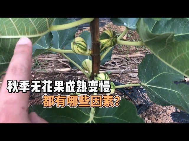 無花果種植中，現在這個時間，成熟變慢或不成熟的原因