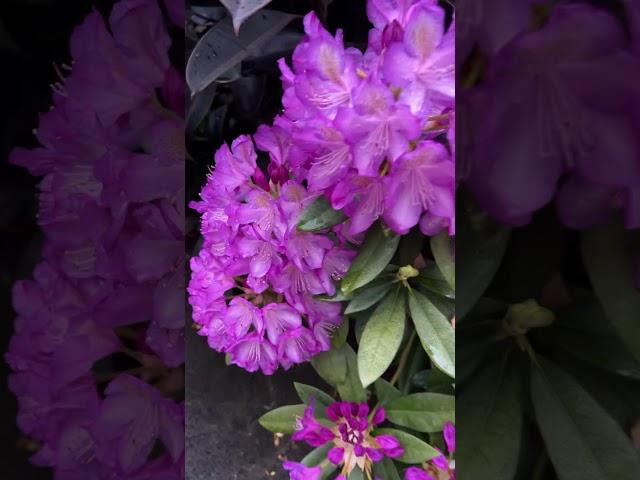 Beautiful flowers in rain #flowers #flowersofinstagram #garden