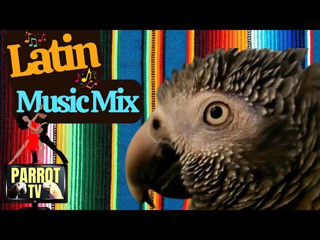 Latin Music Mix for Birds | Feel Good Music for Your Bird Room | Parrot Town Comfort Bird TV 