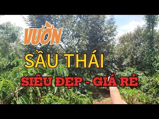 1.5 Héc Sầu Riêng + Cà Phê Siêu Đẹp, Mặt Tiền Bê Tông 50m, Dân Cư Đông, Sổ Hồng, Cực Rẻ 195tr