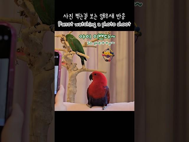 [지구젤리] 사진 찍는걸 보는 앵무새 반응 / 자꾸 보재요 / Parrot watching a photo shoot / talking parrot
