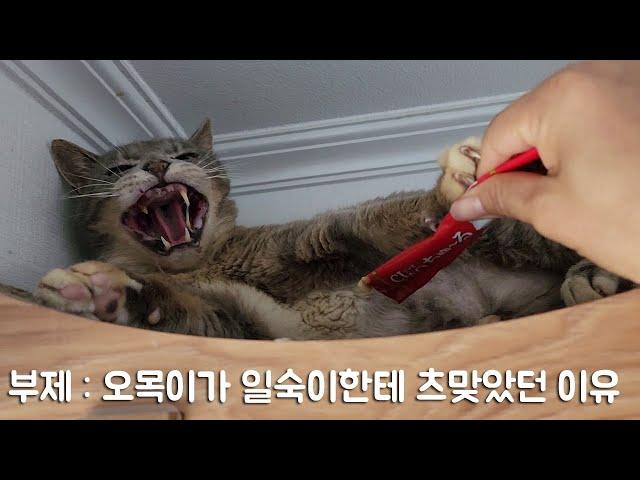 [#862] 밤마다 사냥하는 대장호랑이 타이거