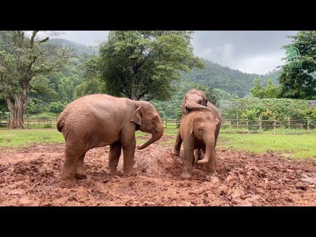 Muddy Playtime: Baby Elephants' Rainy Day Fun - ElephantNews