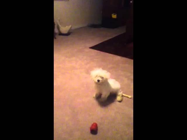 My dog