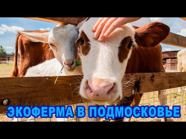 Экоферма в Подмосковье | Загородный клуб "БабинДвор" | Отдых с детьми в Подмосковье
