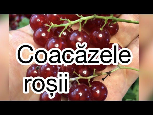 Coacazele rosii. Metode de conservare simple, sanatoase si practice