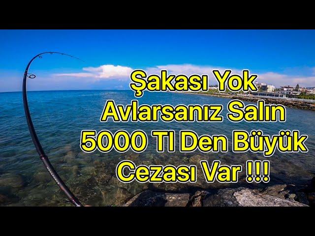Öyle bir vurdu Ki oltayı kıracak sandım  !