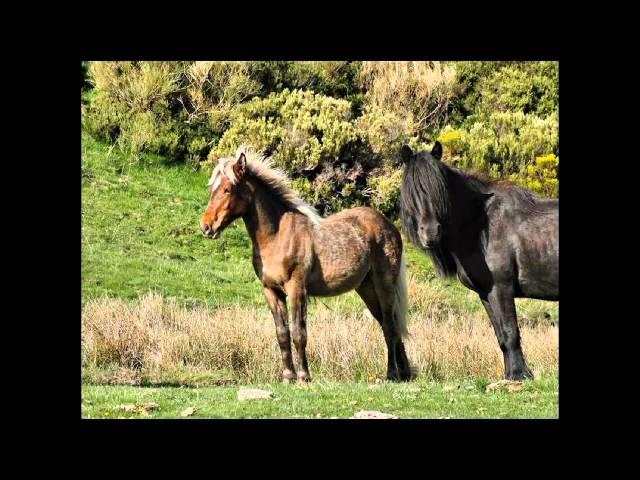 Mouth Music  Seinn O (con Talitha Mackenzie & Martyn Bennett)