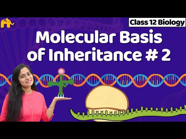 Molecular Basis of inheritance Class 12 | One Shot NCERT Chapter 5 Biology | CBSE NEET Bio