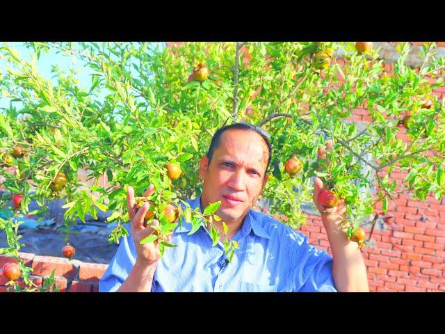 بـ 4 خطوات لشجرة الرمان الحصول على ثمار كثيرة وكبيرة وبدون دود Pomegranate trees