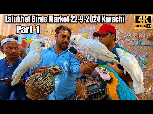 Lalukhet Exotic Hen and Rooster Birds and Parrots Market 22-9-24 Karachi Part 1 Latest Updates