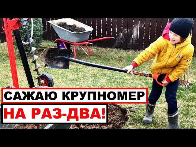 Как посадить крупномеры без усилий? Посадка деревьев с помощью мотобура.