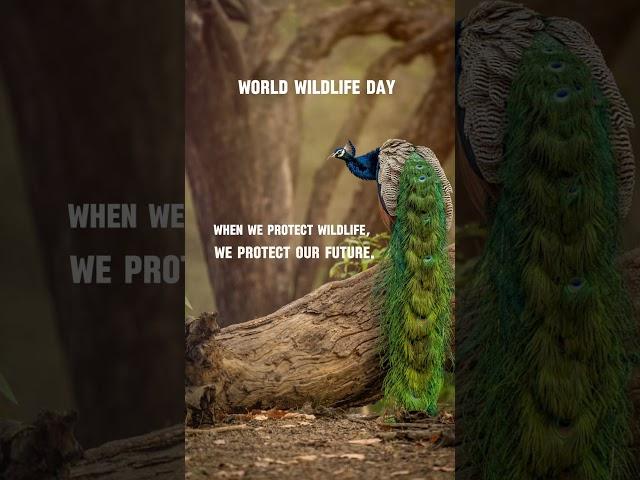 +84 975497248 #globex #vietnam #unitedstates #europe  #commercialplywood #wildlife #filmfacedplywood