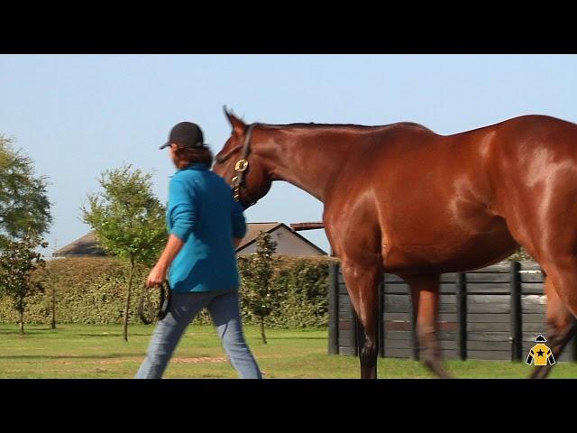 Under the Oaks (f, 2, American Pharoah--Maybellene, by Lookin At Lucky)