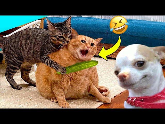 GATTI DIVERTENTI - PROVA A NON RIDERE GATTI - FUNNY MOMENTS 2024