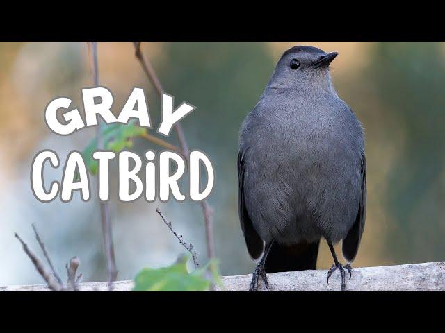 Gray Catbird | A superb songster and skilled mimic!