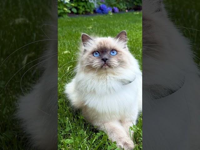  You can find me on meowoff.us