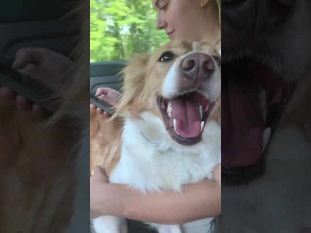 Going on a trip with my dog️#australianshepherd #dog #puppy #shorts