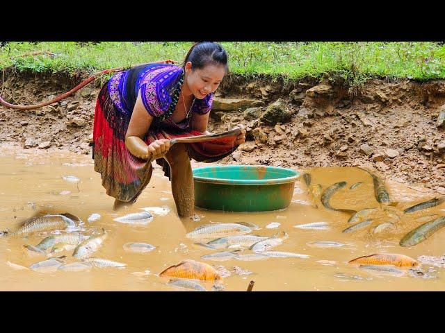 How to catch giant fish in pond, giant grass carp - Cooking grass carp l Lý Thị Sai