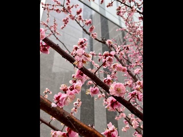 비온 뒤 찍은 매화꽃  #매화꽃 #꽃 #홍매화 #spring #flowers #may #blossom
