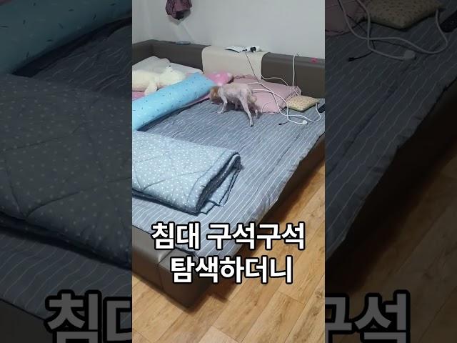 봄이의 화끈한 첫 신고식#예전영상#집에데리고온날#2020년#9월26일#신고식#다급한#언니목소리#이쁘게#봐주세요^^#구독#좋아요#눌러주세요^^
