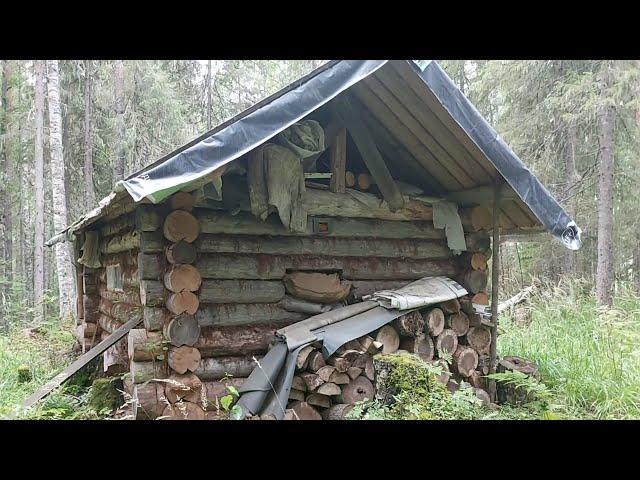 НАШЁЛ ОБРАЗЦОВУЮ ИЗБУ ДАЛЕКО В ТАЙГЕ. СТОЛЬКО ЗВЕРЕЙ У ОДНОЙ ИЗБЫ Я ЕЩЁ НЕ ВИДЕЛ.