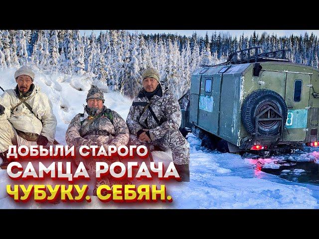 Добыли старого самца рогача. Чубуку. Себян