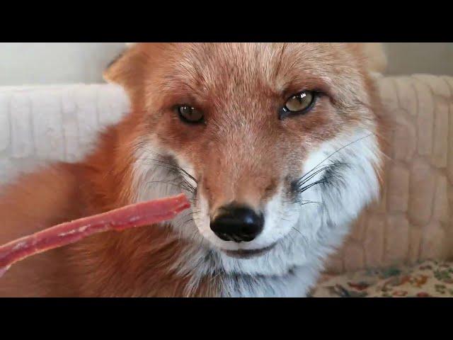 Lisa the Fox Feeding & Some Information About Keeping Foxes