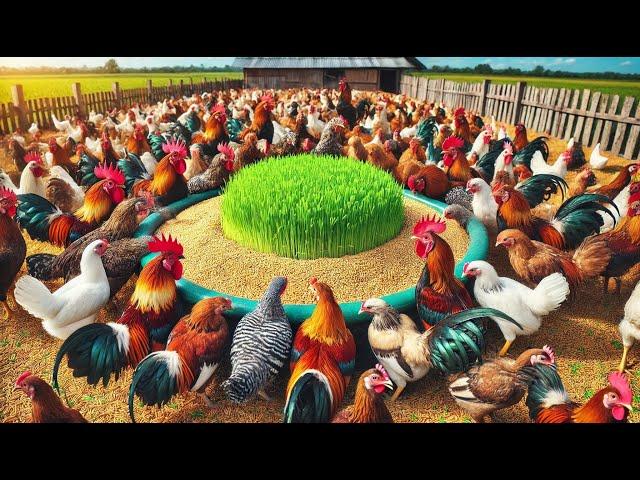 The Best Organic Poultry Farming Process Today - Organic Poultry Farm