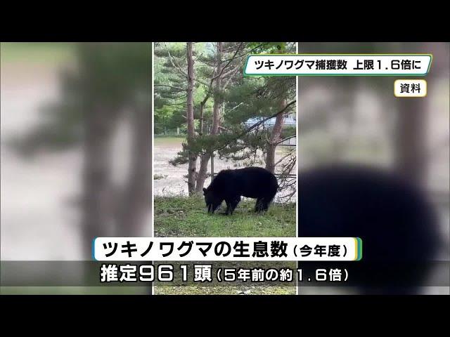 ツキノワグマ 年間の捕獲上限を１．６倍に 栃木県で推計生息数が増加