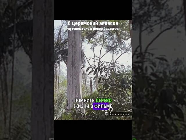 Дерево Самаума произрастающее в лесах амазонии. #аяуаска #аяваска #айаваска #Амазония #самаума