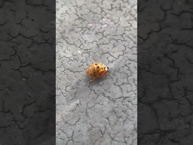 #each #ladybug is #different #this #ladybird #wings #look #baggy #broken #balcony was #full of #them