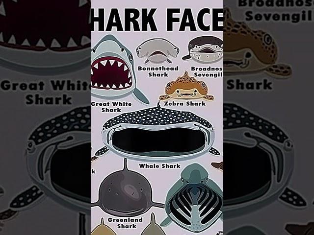 Types of sharks faces  ️    Greenland shark 