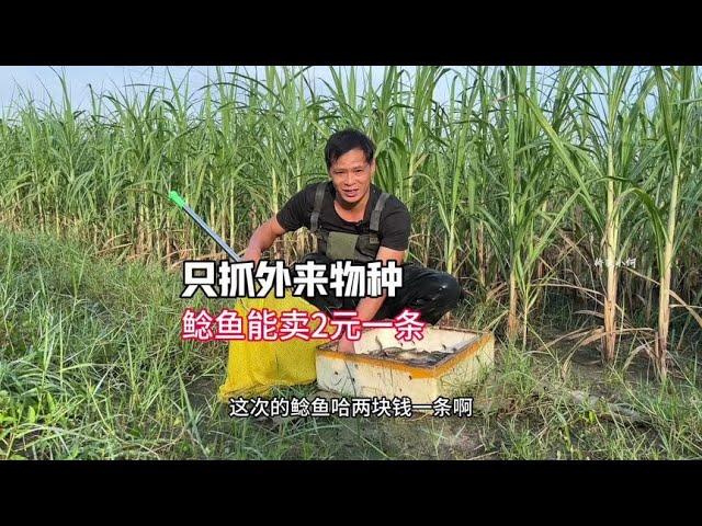 Xiao He catches fish and only catches alien species. The catfish he catches can still sell one in 2