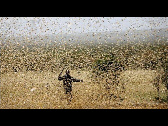 Grasshopper in saudi Cornish dammam