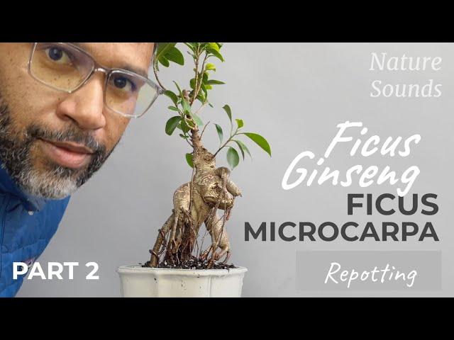 Naturalizing Grafted Ficus Ginseng, Ficus Microcarpa, Repotting, Part 2, July2022