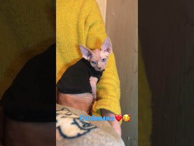 Скромный котёнок Симба️ #shorts #сфинкс