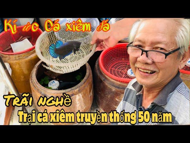 Thăm khu nuôi cá Xiêm truyền thống của lão nông 73tuổi Miền Tây-Thái Salem