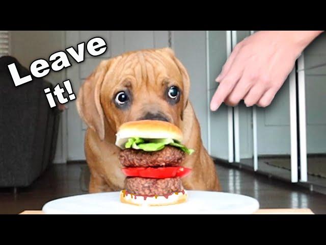 Leaving my Blind Dog Alone with a Burger! [Leave it Challenge]