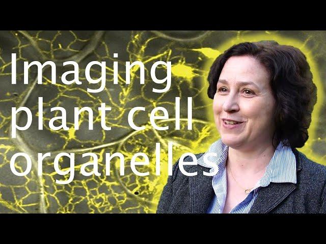 Microscopic imaging of the endoplasmic reticulum - Verena Kriechbaumer