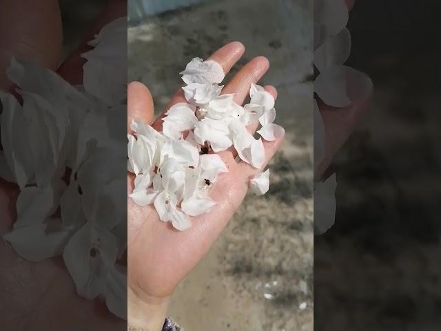 Лепистки
