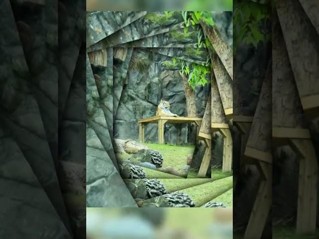 서울대공원(서울랜드)동물원 오랜만에가보니 재미잇네요 어린이된느낌~
