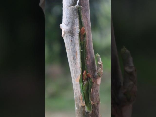 How to grafting #grafting #gardening#viralvideo